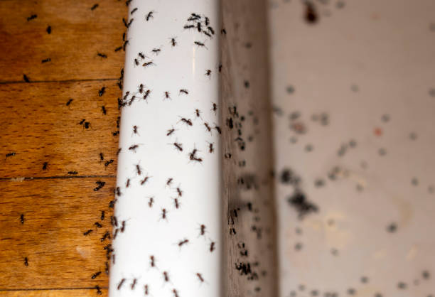 Best Cockroach Control Services  in Decorah, IA