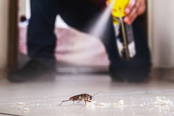 Best Ant Control Services  in Decorah, IA